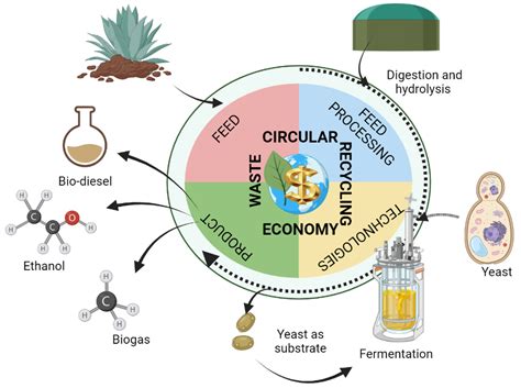  Agrimony Extraction for Sustainable Biofuel Production: Unleashing Nature's Hidden Potential!