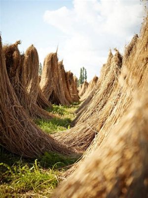 Fiber Flax: From Ancient Staple to Sustainable Future Material?